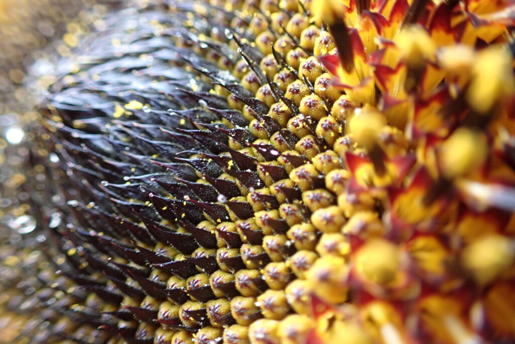 Close-up of a sunflower, the inspiration behind the Helianthus stand’s inclined design.